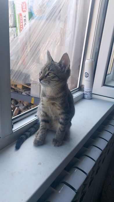 Отдам в хорошие руки