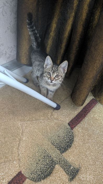 Котёнок 2 месяца бесплатно