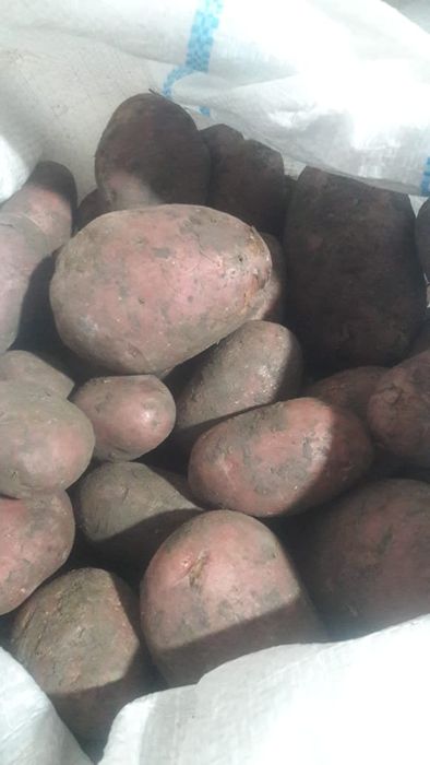 Продам картофель