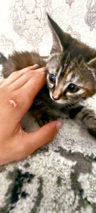 Mushukchalar sotiladi.