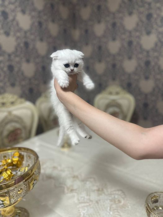 Скоттиш фонд серебристая шиншилла(Scottish fold serebristaya shinshil