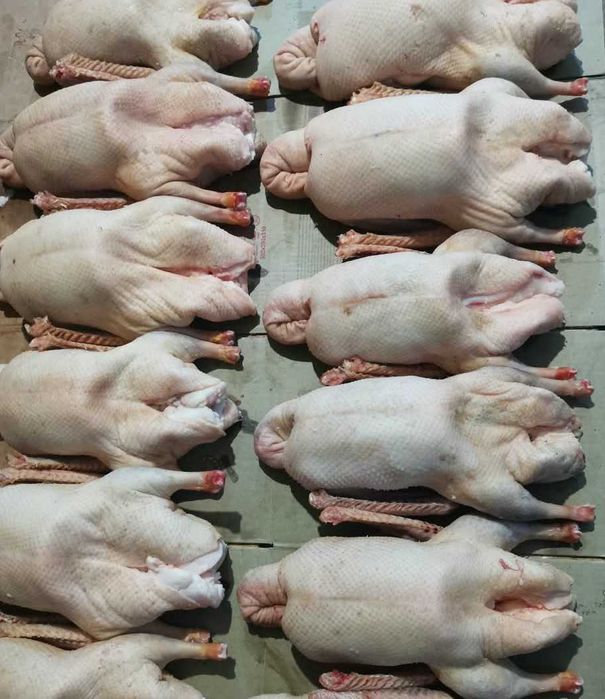 Мясо Домашнего Индюка, Утки, Бройлера, Индаутки