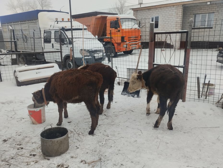 Тайынша бүка сатамын