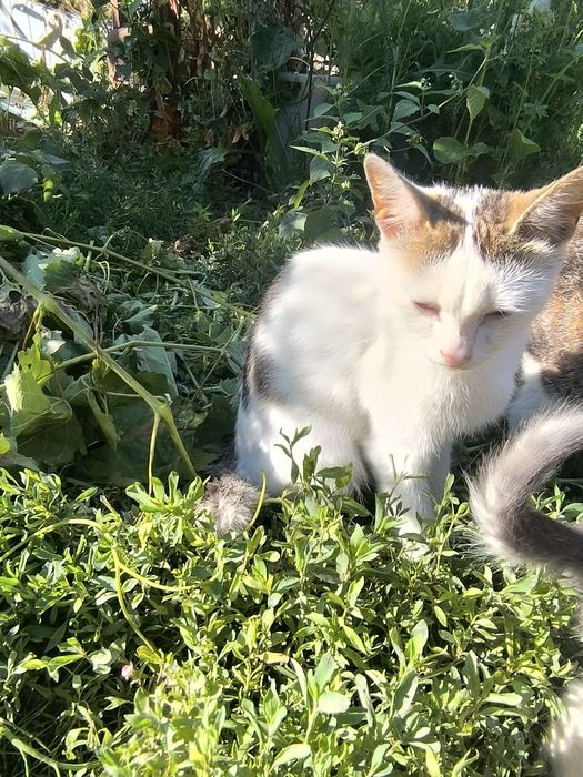Котята на счастье!