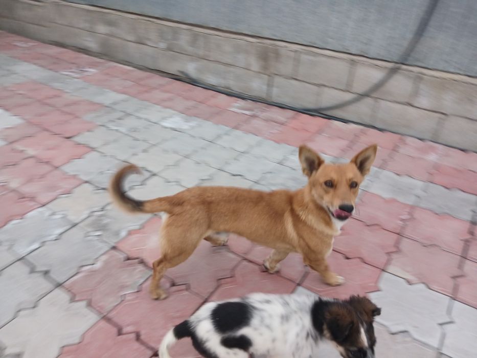 Корги кобель ,1 ,5г в добрые руки