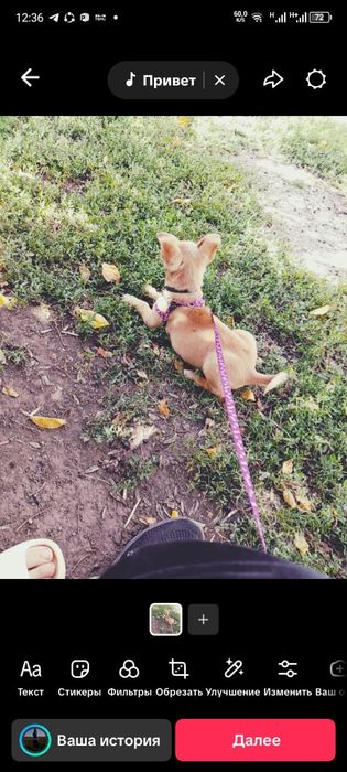 Сабачка Оситина!