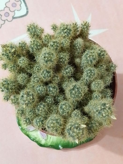 Кактусы "Мамиллярия" в цветении .