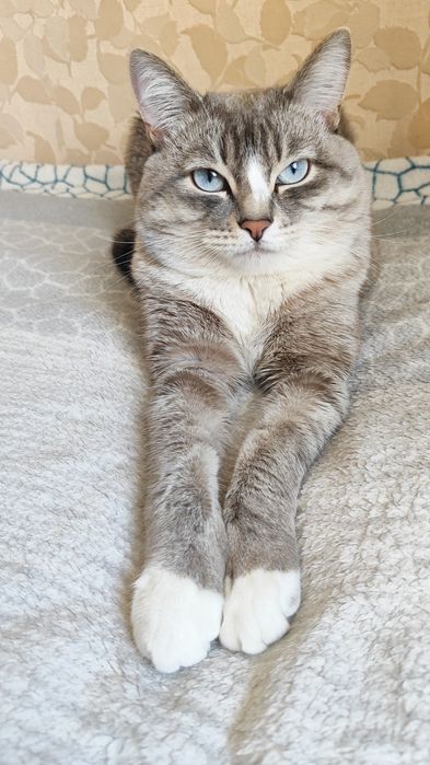 Отдам кота в добрые руки