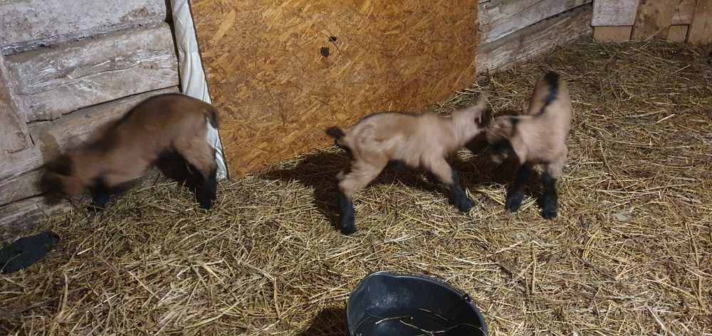 iezi rasa alpina franceza masculi