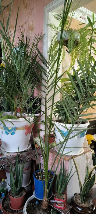 Пальмы взрослые большие