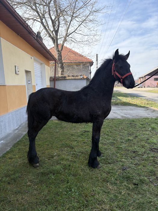 Manji Frisian barok de vanzare .