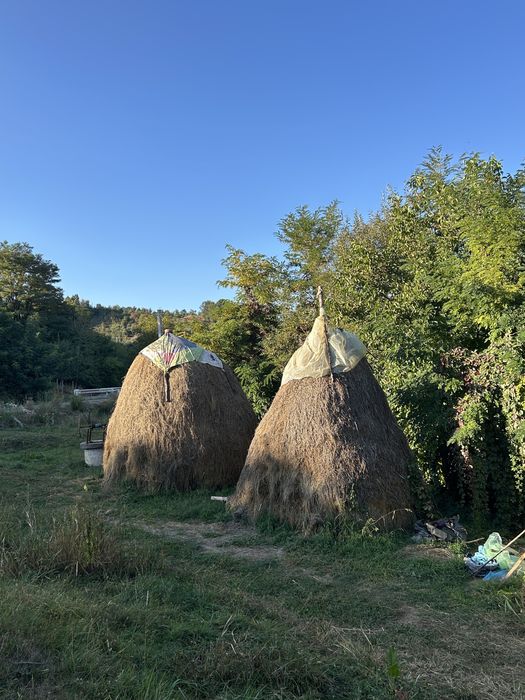 ‼️Vand fân ‼️Facut vara aceasta