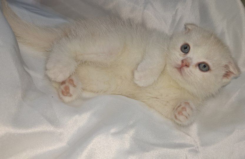 продяется котята в хорошие руки