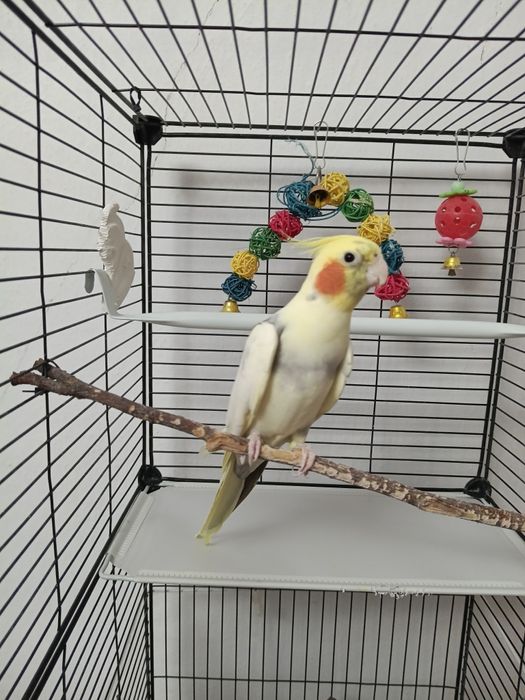 Продам попугая корелла