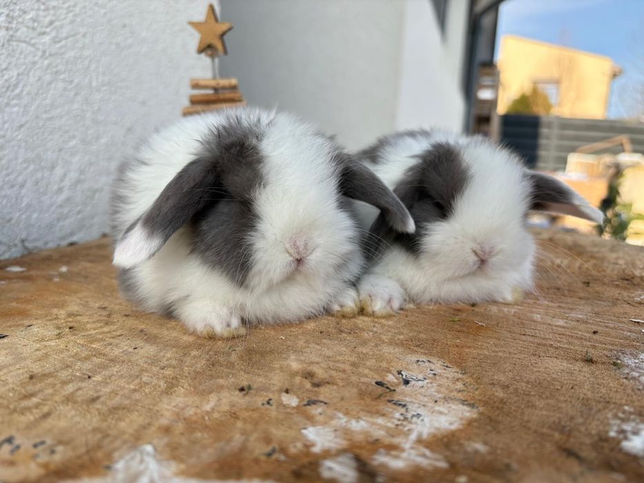 Iepuri pitici de companie berbec pitic/mini lop/holland lop