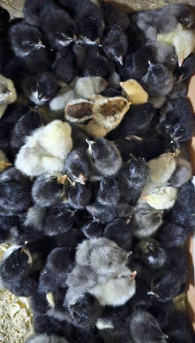 Продаются суточные цыплята