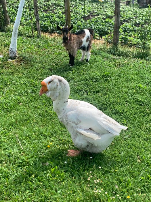 Animale de vânzare