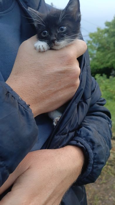 Домашние котята.
