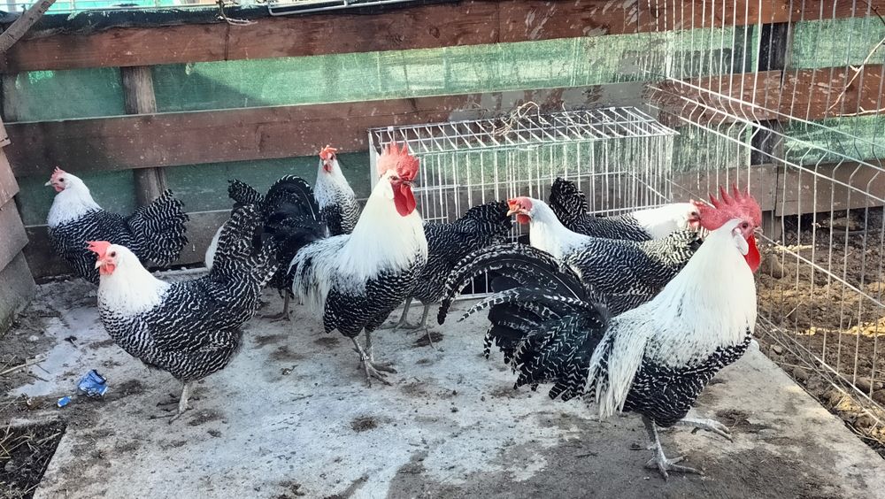 Ouă de vânzare Brakel Argintiu