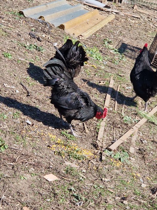 Vând pereche de austrolop