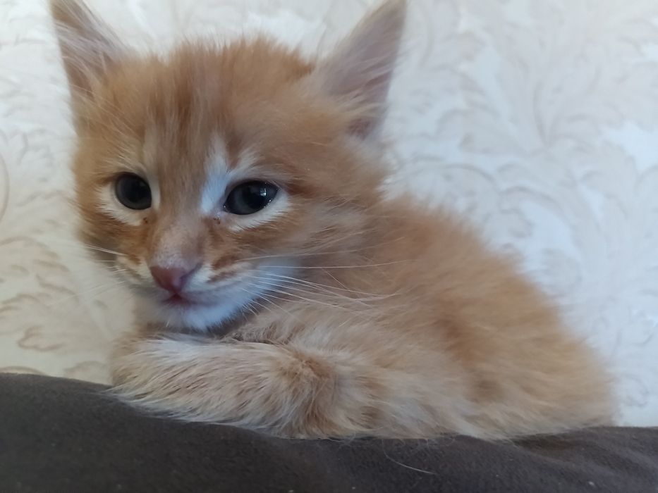 Продам котят девочек