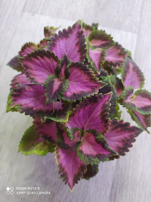 Колеусы вегетативные