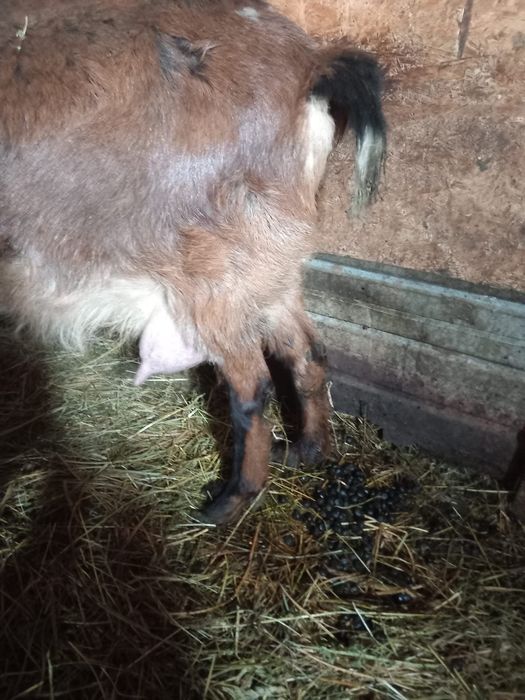 Vând capre de rasă cu tot cu ezi