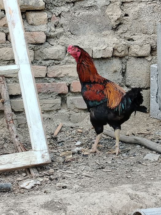 Dakan hóroz sotiladi