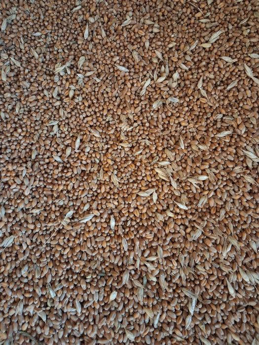 Grau de productie 2025.