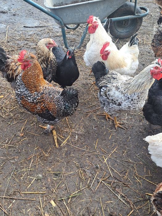 Cocosi tineri din 2025