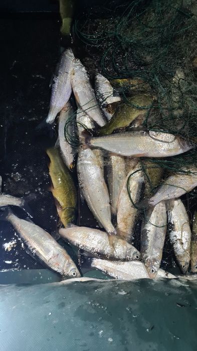 Пелядь рипус карп