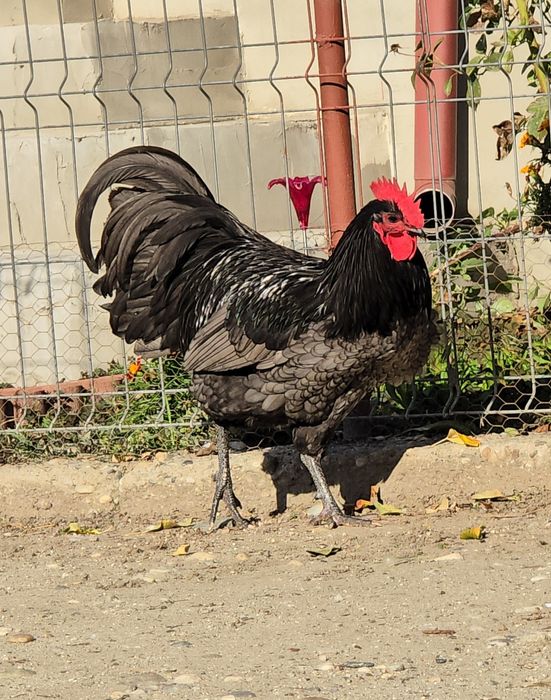 Ouă incubat Australorp