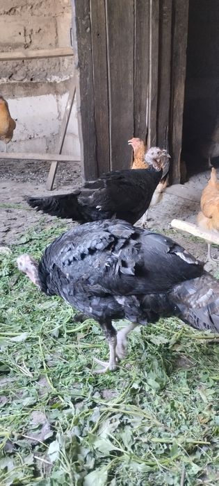 Продам индюшек молодых