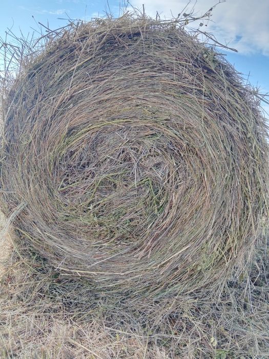 Сено в тюках и рулонах  с поля