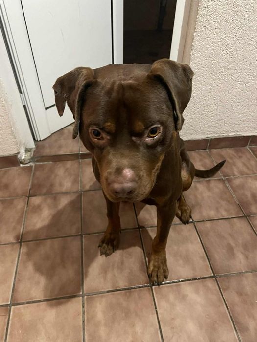 Подарявам Питбул