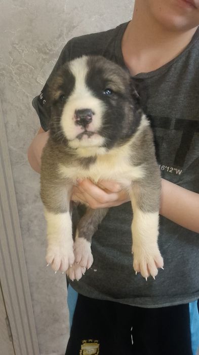 Продам щенков САО Алабай