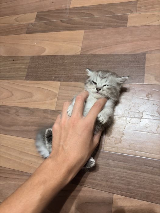 Продам котиков !