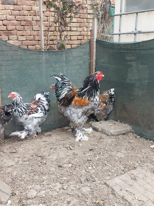 Разплодни яйца от