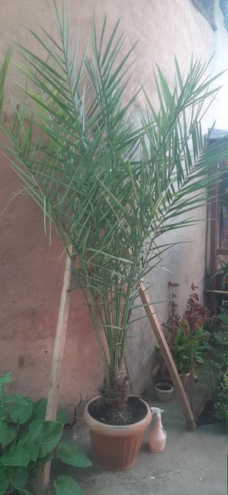 Продам финиковую пальму