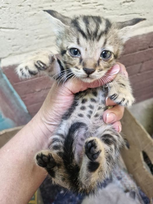 Домашние котята.
