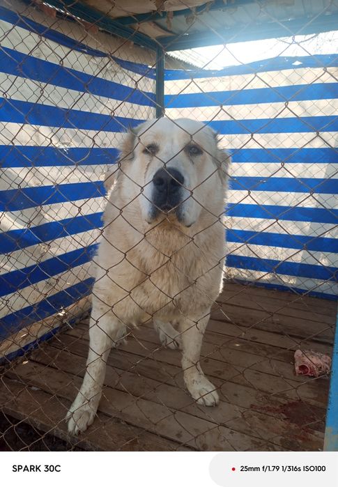 Собака АЛАБАЙ 9 айлық