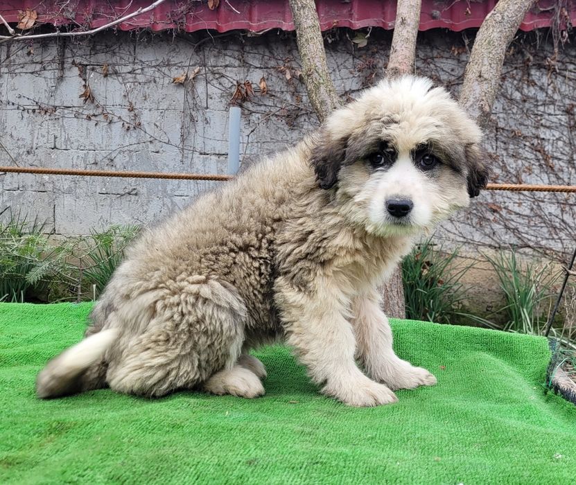 Ciobanesc  românesc Barack.