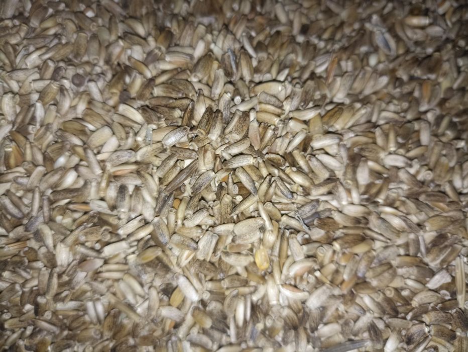 Сотилади! Махаллий РАСТОРОПША