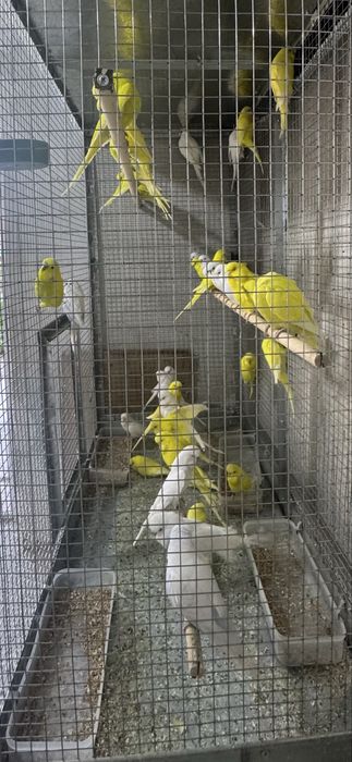 Andurka Va Nemis sotiladi
