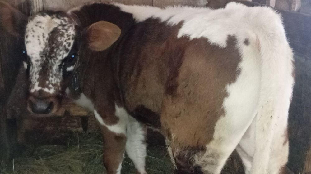 Vând 2 tăurași de 4-5 luni