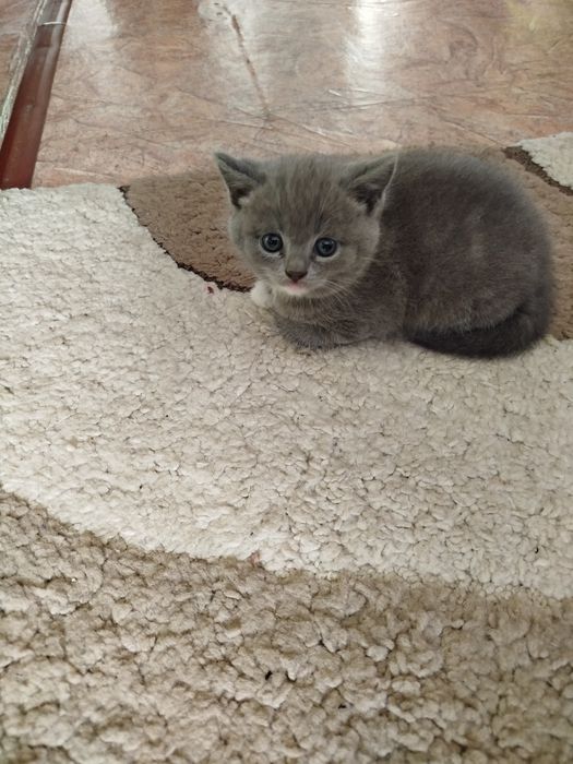 Продам катят скоттиш страйт