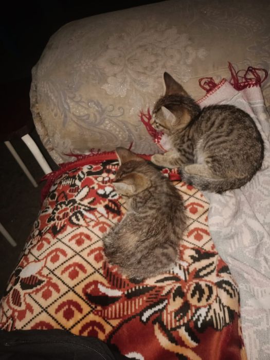 Отдам котят бесплатно