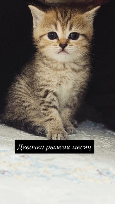 Котята мама шотланка папа британец