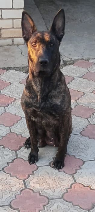 Бельгийская овчарка