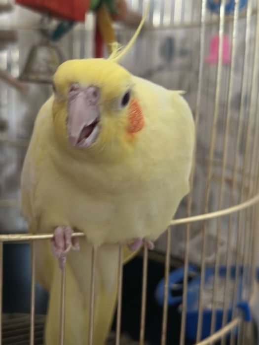 Пара корелл с клеткой